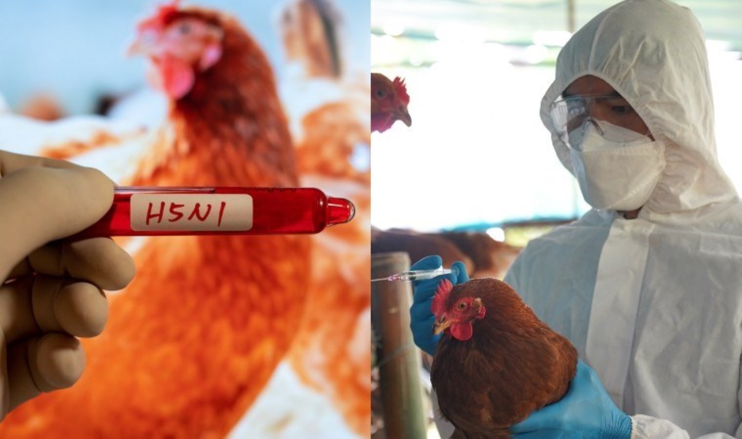 ABD’de kuş gribi kontrolden çıktı: Pandemi kapıda mı?