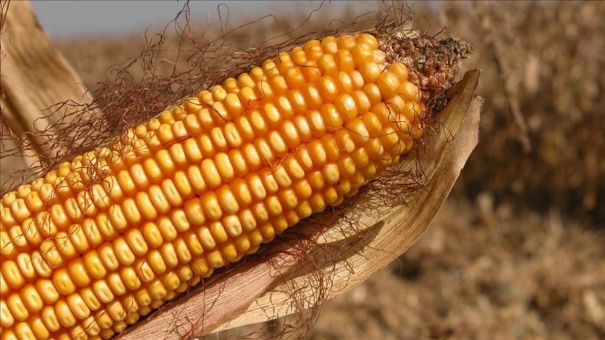 AB’den genetiği değiştirilmiş mısıra onay