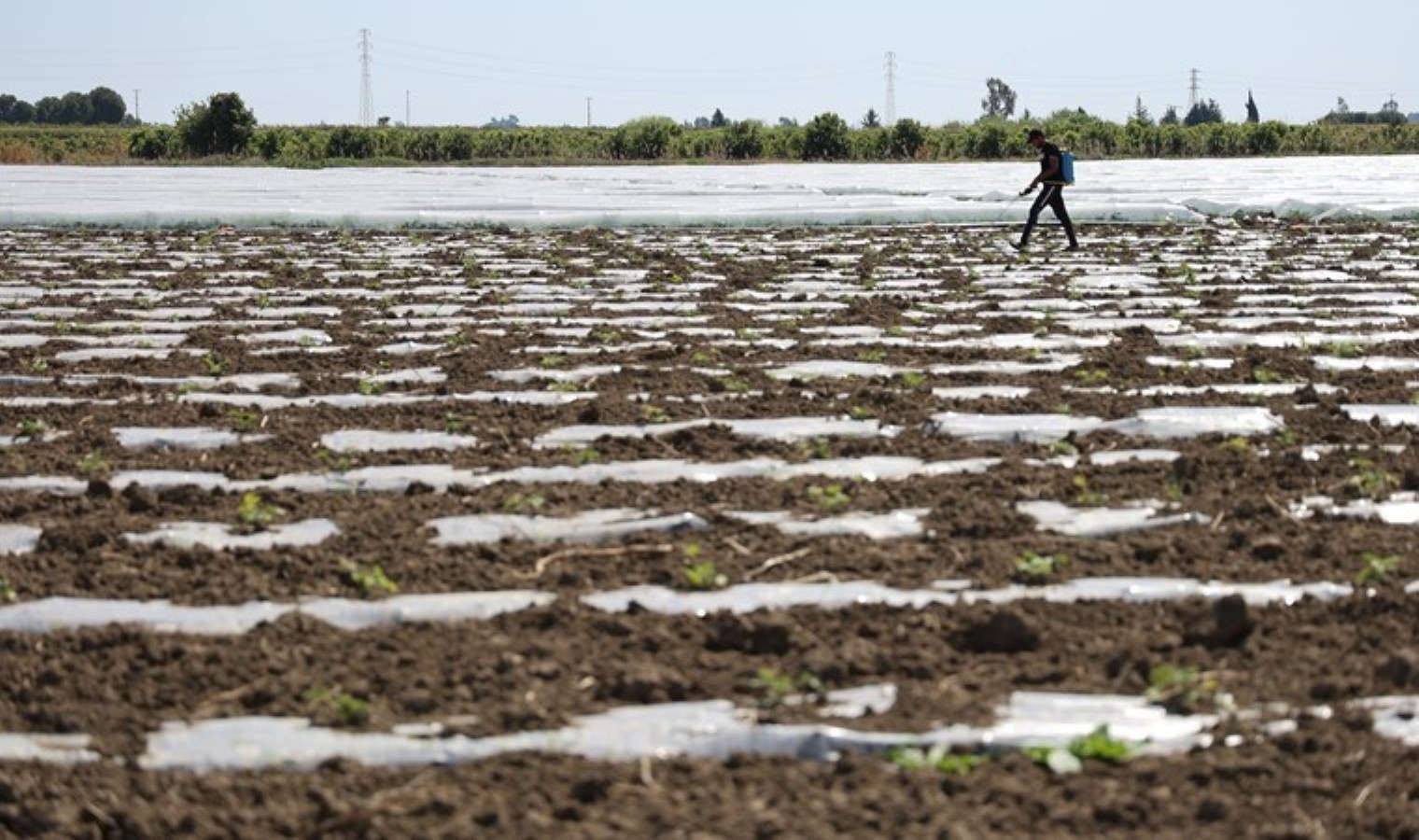 Adana’da hasat için geri sayım başladı: Kilosunun 10 lira olması bekleniyor..