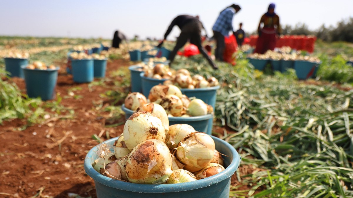 Adana’da tarlada soğan fiyatı 7-8 liraya kadar düştü