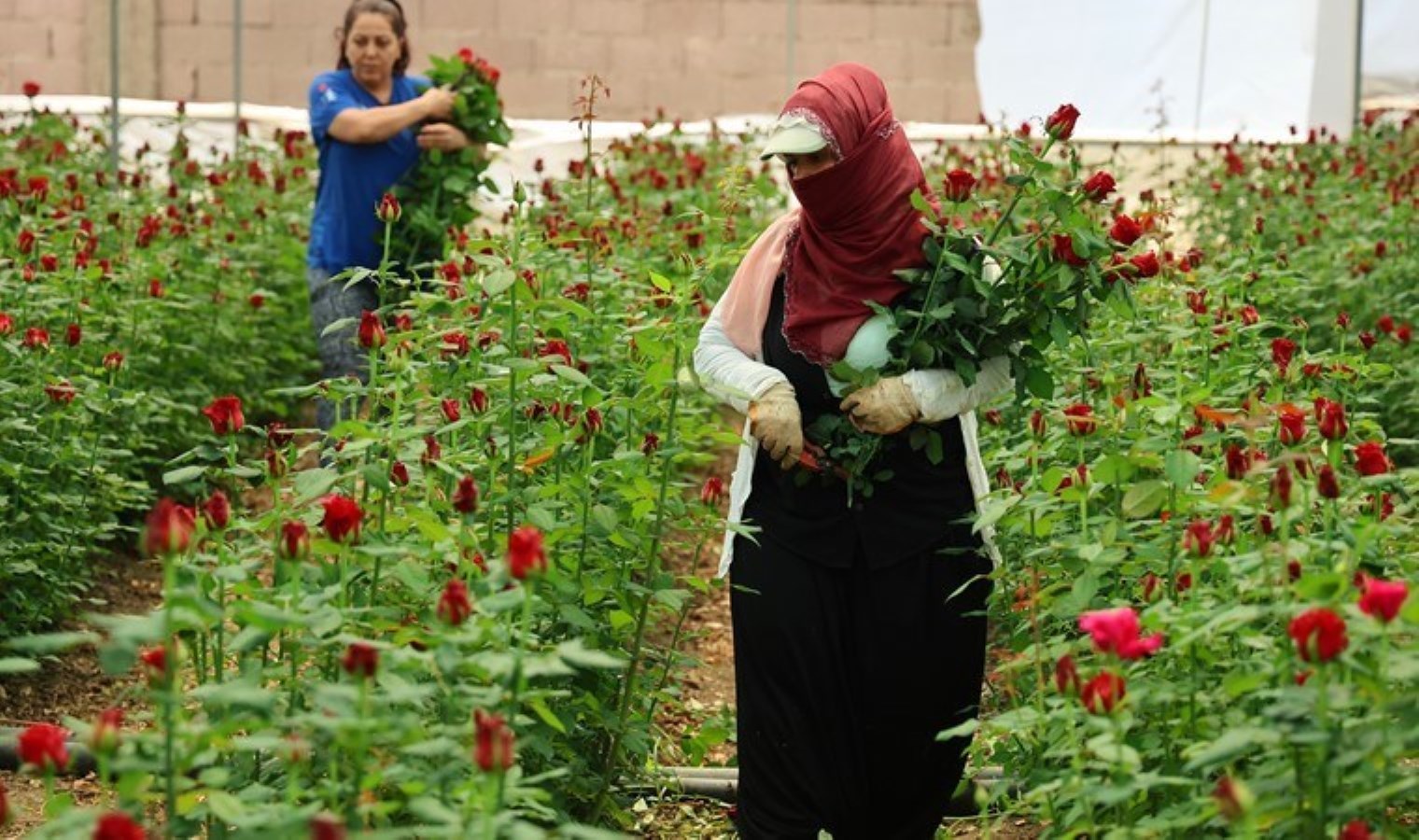 Adana’dan yurdun dört bir yanına gönderiliyor: Dalında 5 lira, mağazada 100…