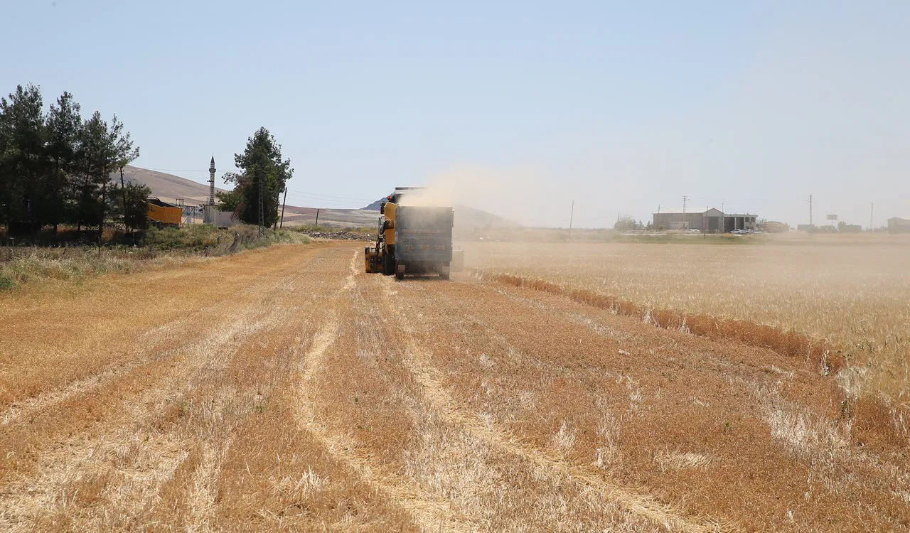 Adıyaman’da ilk hasat başladı: Rekolte yarıya yarıya düştü…