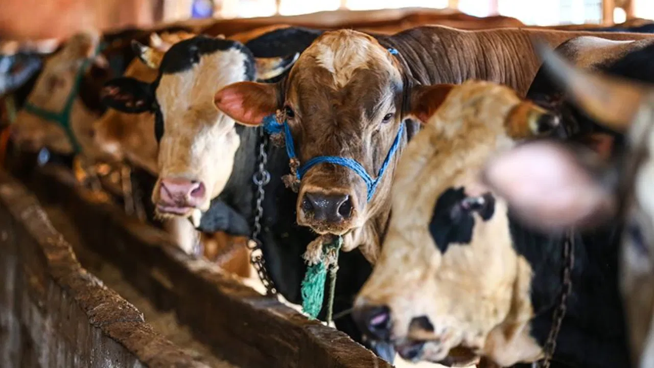 Ağrı’da usulsüz hayvan sevk belgesi operasyonu: 9 şüpheli gözaltında