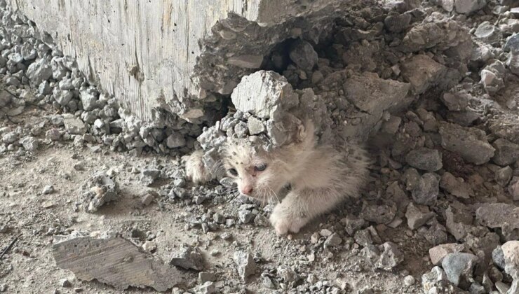 Akıl almaz olay: İnşaata giren yavru kedinin üzerine beton döküldü