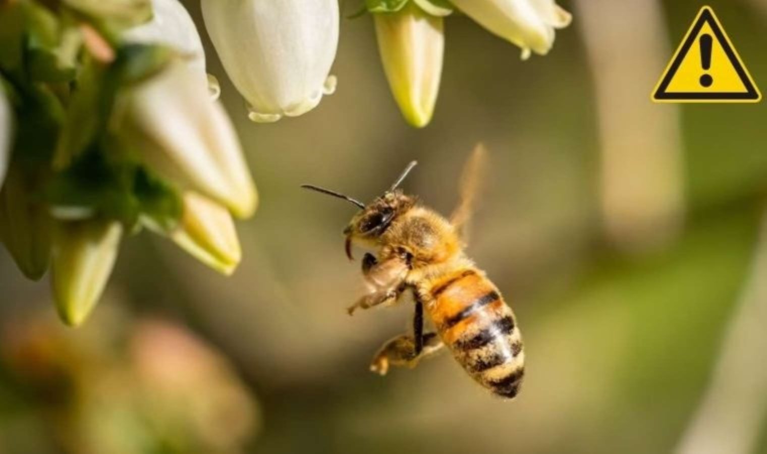 Alanya’da arı sokan genç kadın hayatını kaybetti