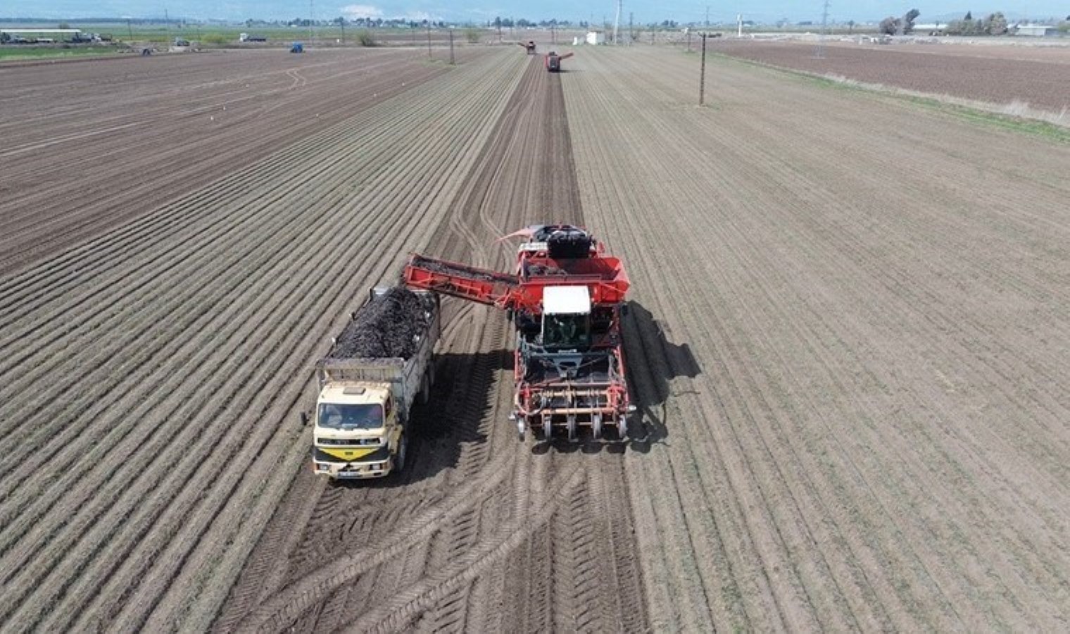 Amik Ovası’nda bereketli hasat:  Tonu 4 bin 900 TL! Özelliği siyah olması…