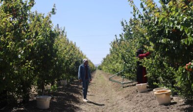 Amik Ovası’nda erkenci hasat başladı: Bahçede 30, markette 70 TL’den satılıyor….