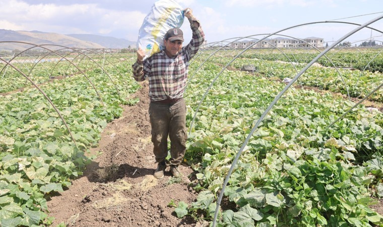 Amik Ovası’nda hasat başladı: Tarlada 15 TL, markette 30 TL