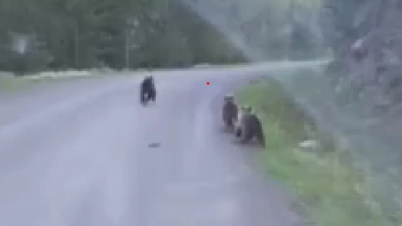 Ankara’da evine giderken ayılarla karşılaştı