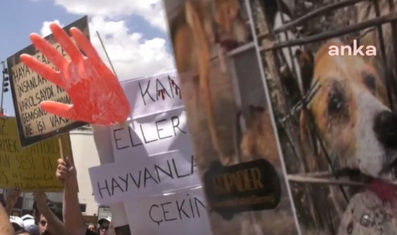 Ankara’da sokak hayvanlarını öldürdüğü suçlamasıyla tutuklanan doktor hakkındaki tüm iddiaları reddetti