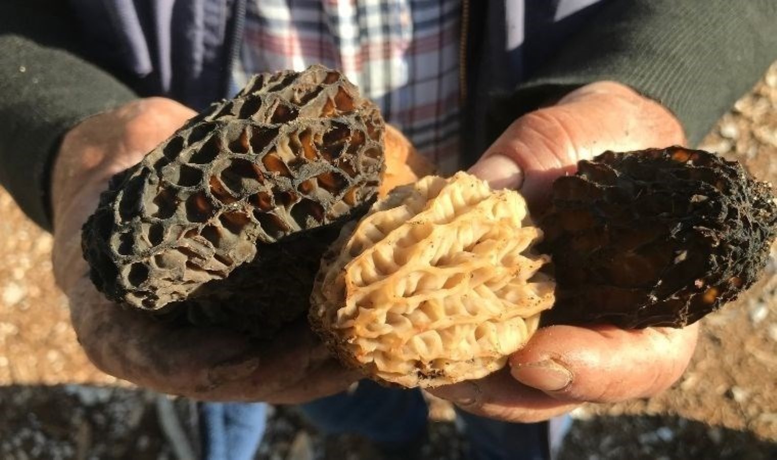 Antalya’da ‘kuzugöbeği’ sezonu başladı: Kilosu bin 250 TL