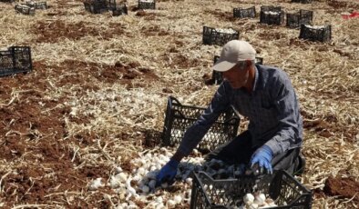 Araban Ovası’nda hasat 8 bin tarım işçisiyle başladı: İlçenin geçim kaynağı!
