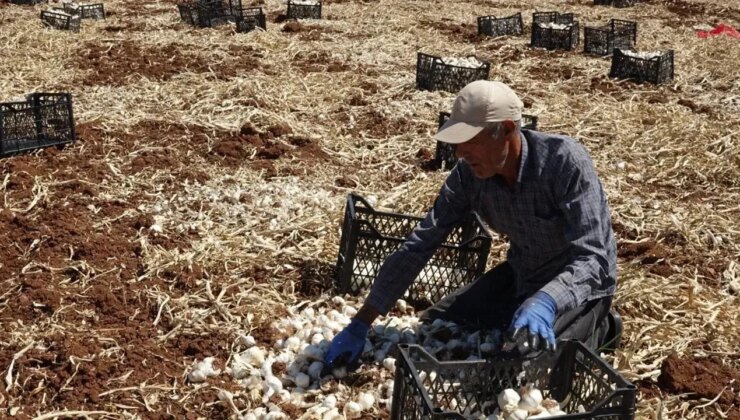 Araban Ovası’nda hasat 8 bin tarım işçisiyle başladı: İlçenin geçim kaynağı!