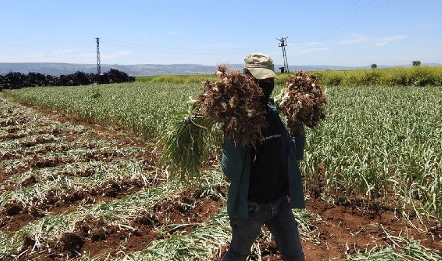 Araban Ovası’nda hasat başladı: 40 bin ton rekolte bekliyor…