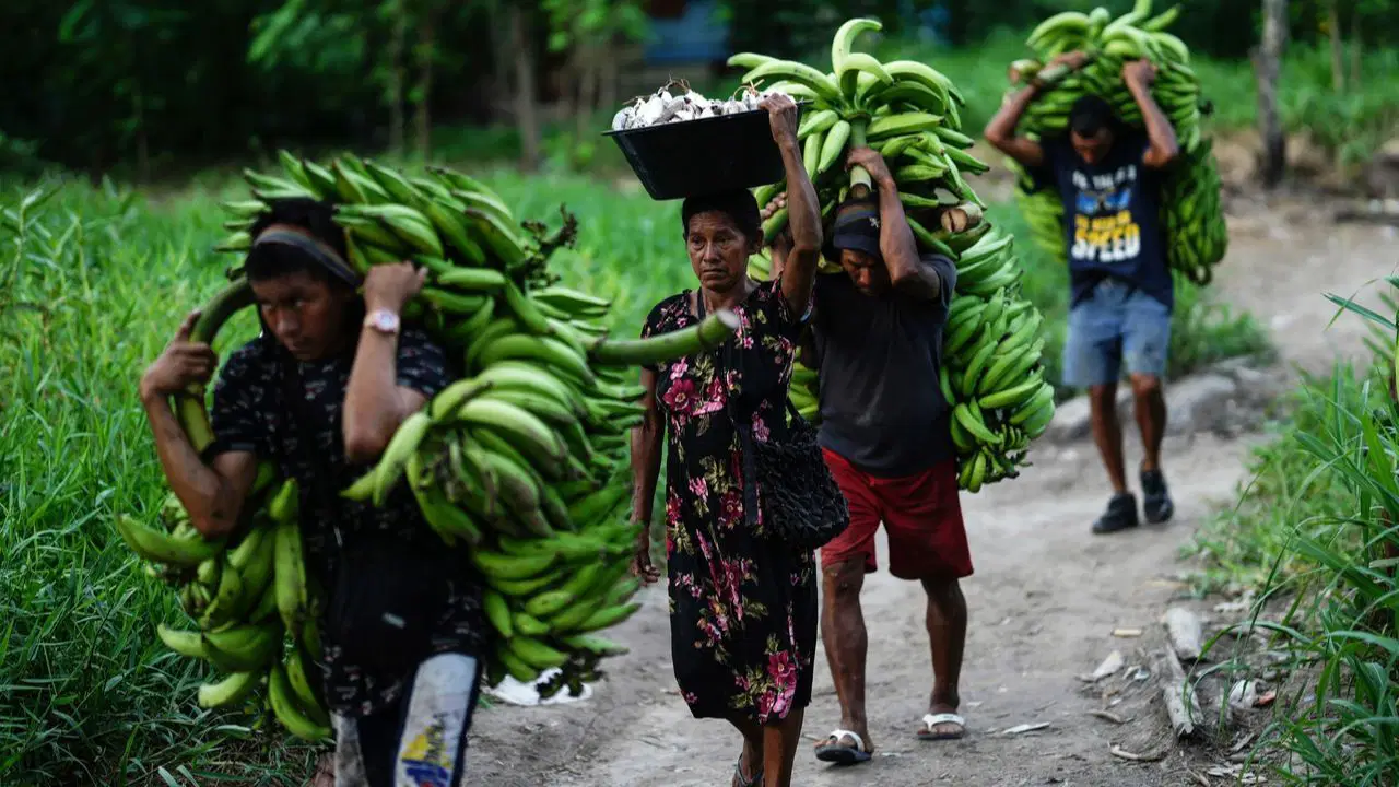 Araştırma: İklim değişikliği, muz üretimini tehdit ediyor