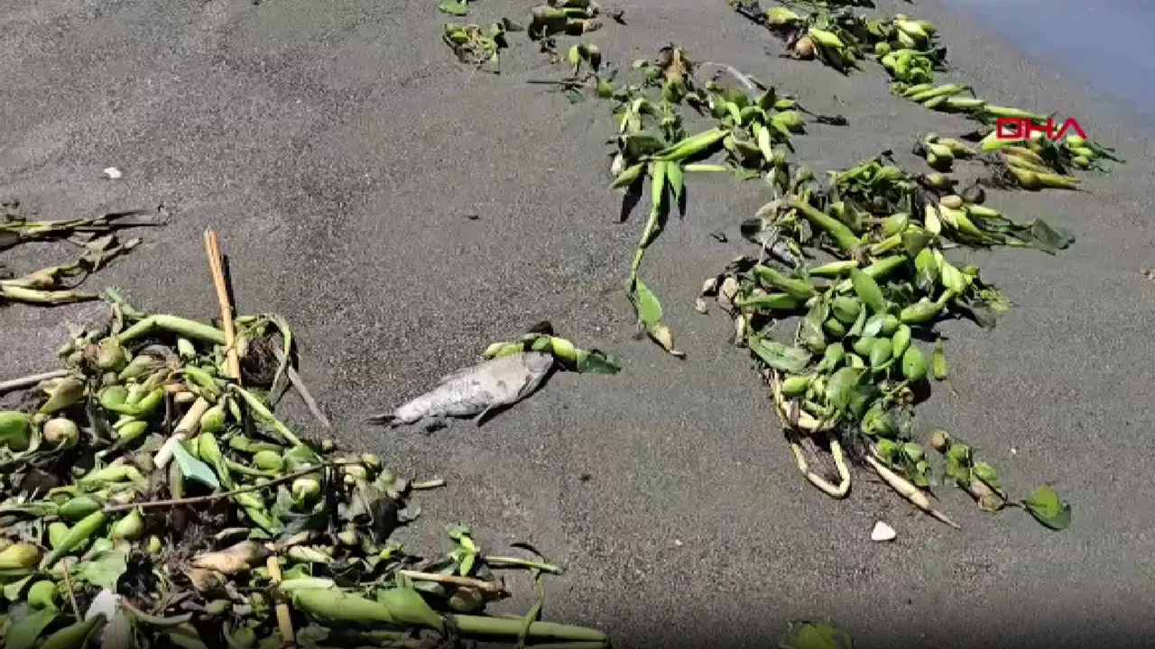 Asi Nehri’nde ölen balıklar Akdeniz’de sahile vurdu!