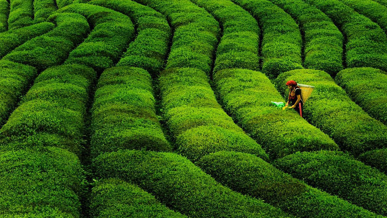 Bakanlık açıkladı: Çay alım fiyatı belli oldu!