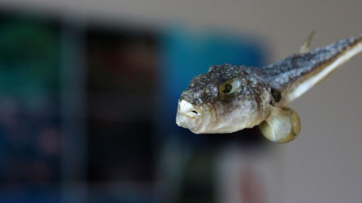 Balon balığı avcılığı desteği artırıldı: Tane başı 35 TL ödeme yapılacak