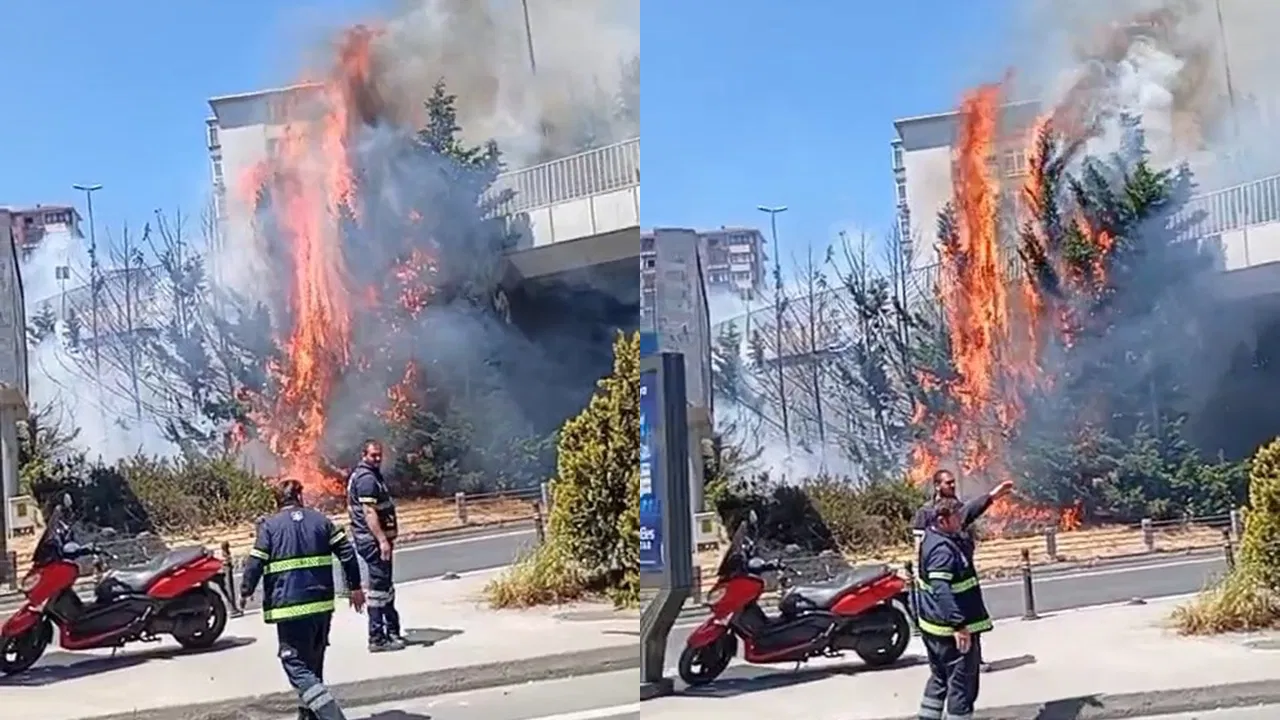 Beşiktaş’ta ağaçlık alanda yangın!