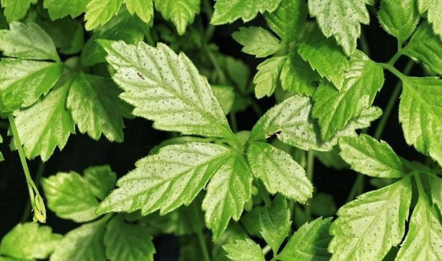 Bir bardağı sizi “ölümsüz” yapabilir: Yeşil çaya göre 8 kat fazla antioksidan içeriyor