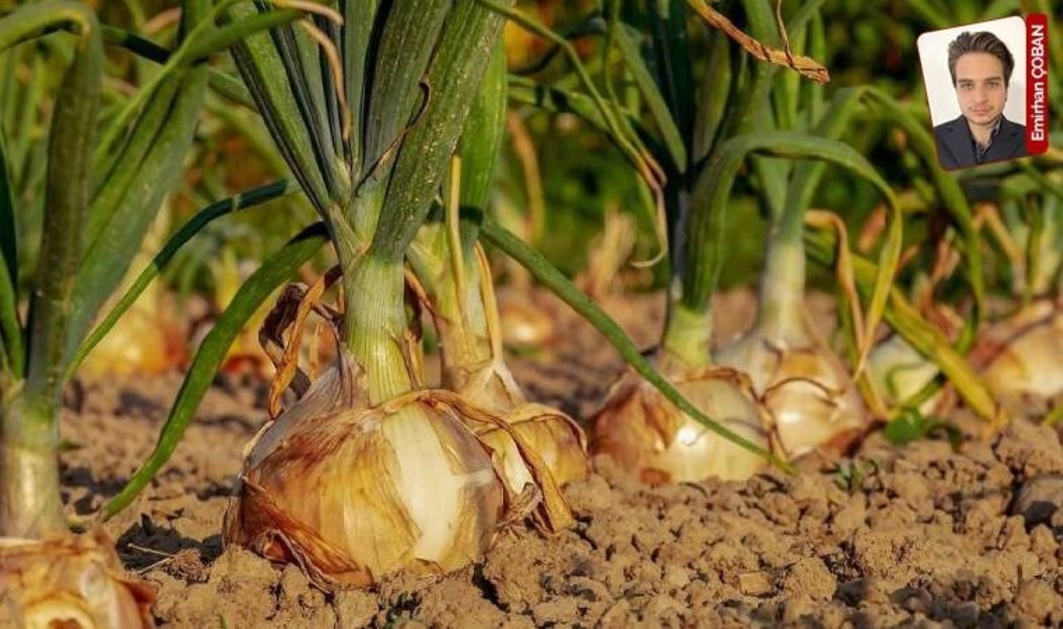 Bir haftada çözeceklerini söyleyip basın açıklamasını iptal ettirmişlerdi: Soğan üreticileri basın açıklaması yapacak