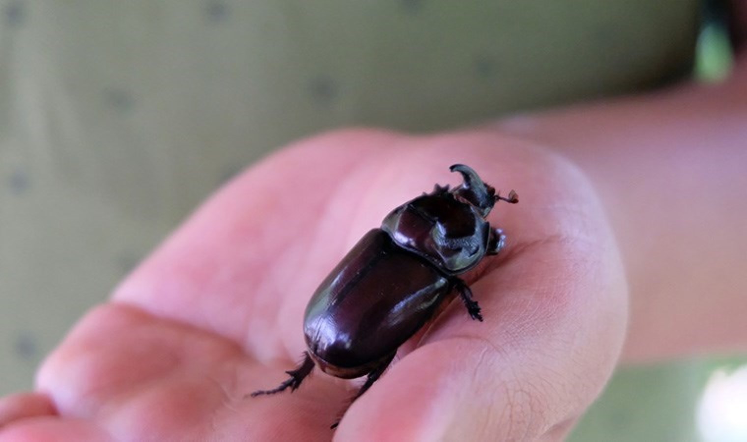 Böcek kıyameti yaklaşıyor: Son 30 yılda yüzde 75’i doğadan silindi