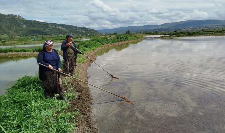 Boyabat’ın geçim kaynağı:  18 bin dekar alanda ekildi