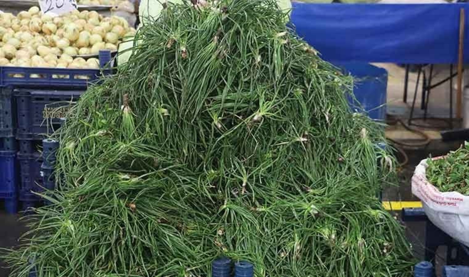 Bu yıl hasadı geç başladı: Rekoltesi düşük, hayranı çok! Şifa kaynağı…