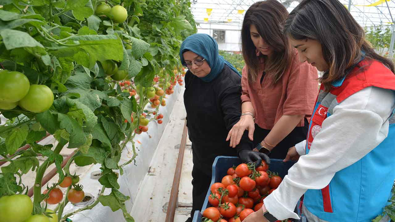 Bu yıl üçüncü kez hasadı başladı: Volkanik cürufla yetiştiriliyor…