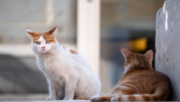 Bunu yapanlar insan! Zonguldak’ta karın bölgeleri kesilip iç organları çıkarılmış 2 ölü kedi bulundu
