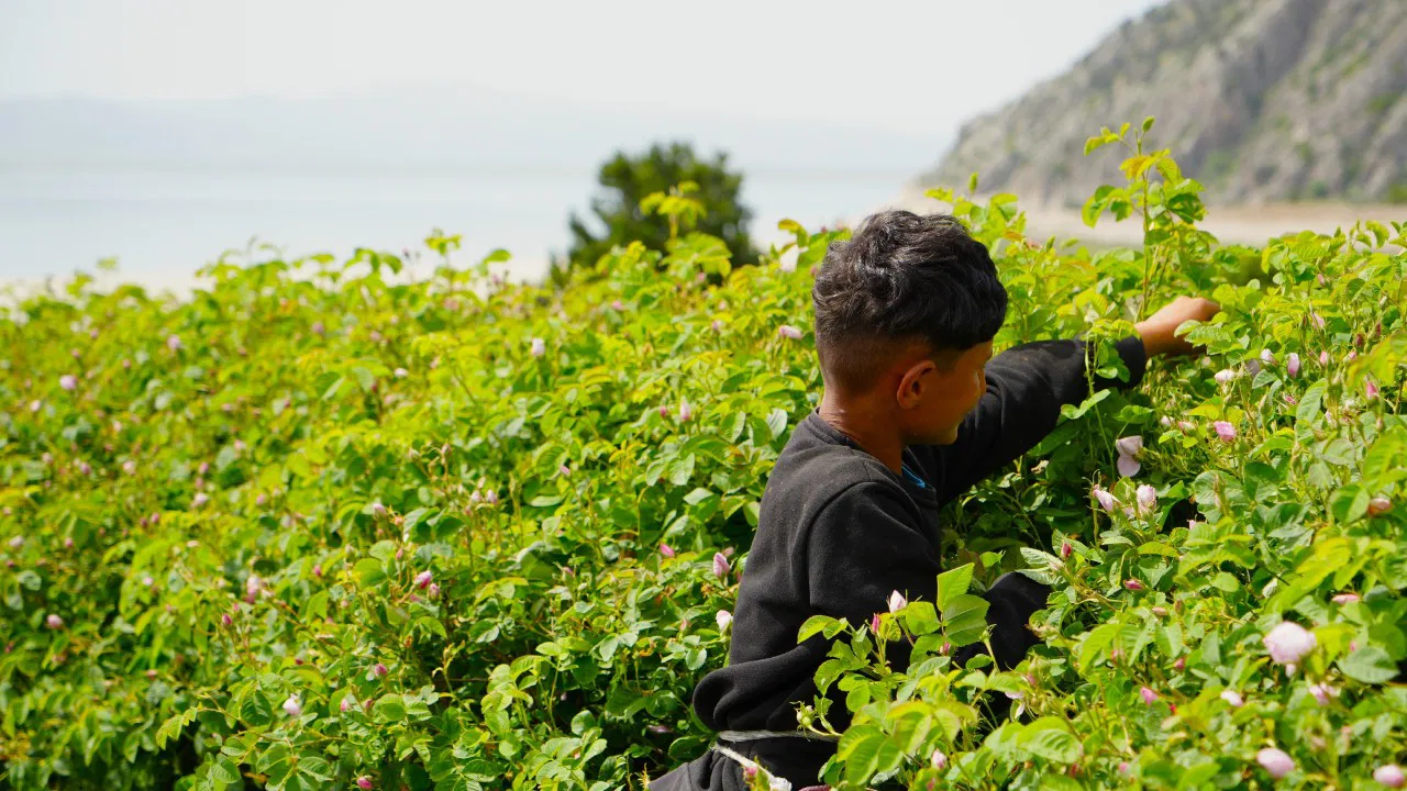 Burdur Gölü kenarında yetişiyor: Rekolte yarı yarıya düştü! Fiyatının 10 bin euro olması bekleniyor…