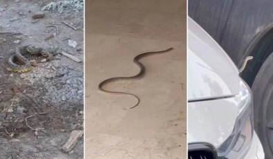 Bursa’da ‘yılan’ paniği! Belediyeden açıklama geldi: Yolda, binalarda, arabalarda, her yerdeler…