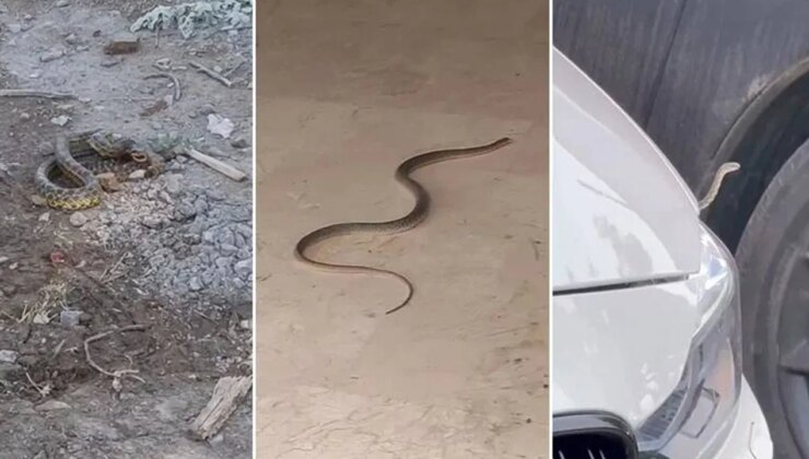 Bursa’da ‘yılan’ paniği! Belediyeden açıklama geldi: Yolda, binalarda, arabalarda, her yerdeler…