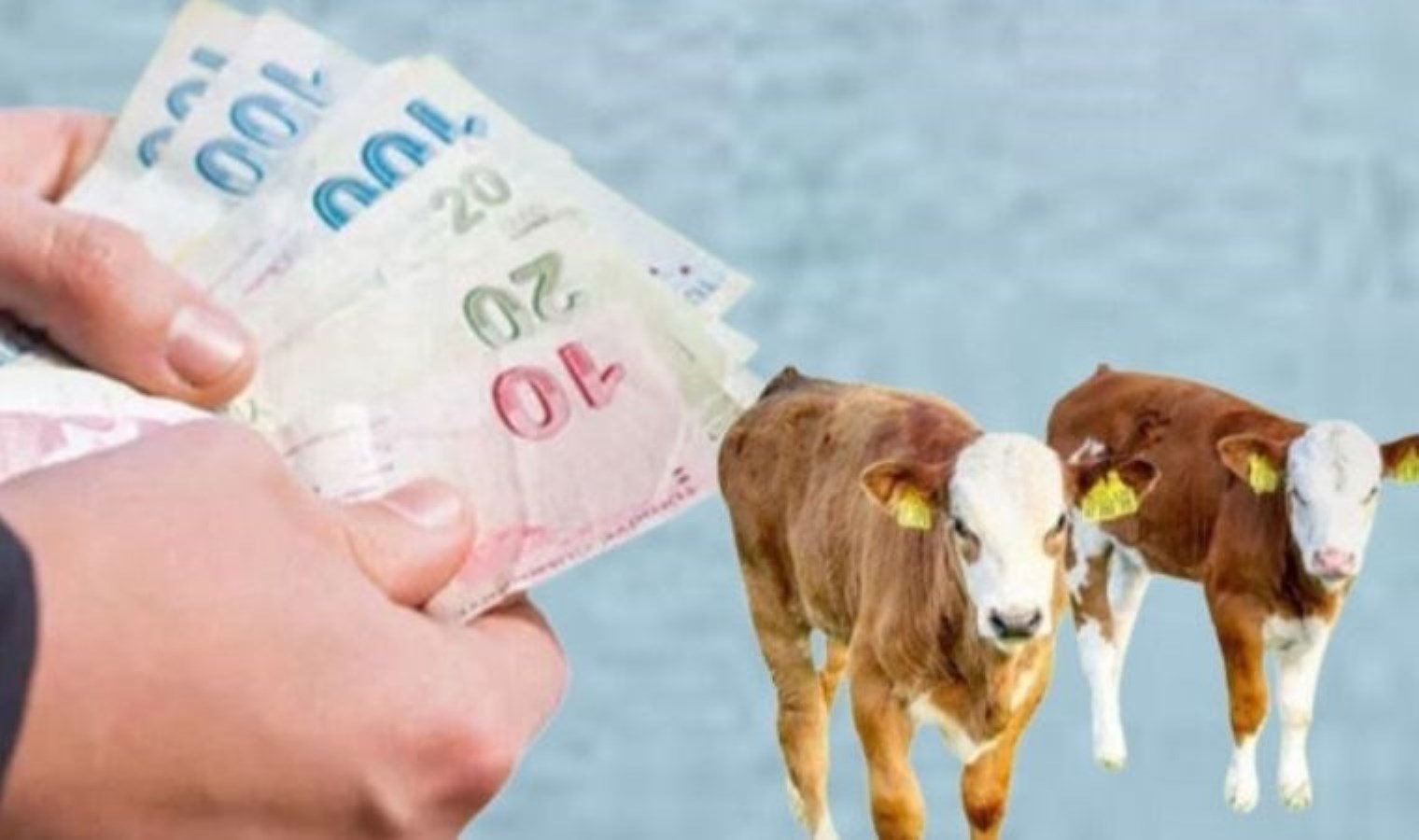 Buzağı desteği başvuruları için son gün ne zaman? Buzağı desteği başvuru şartları neler?