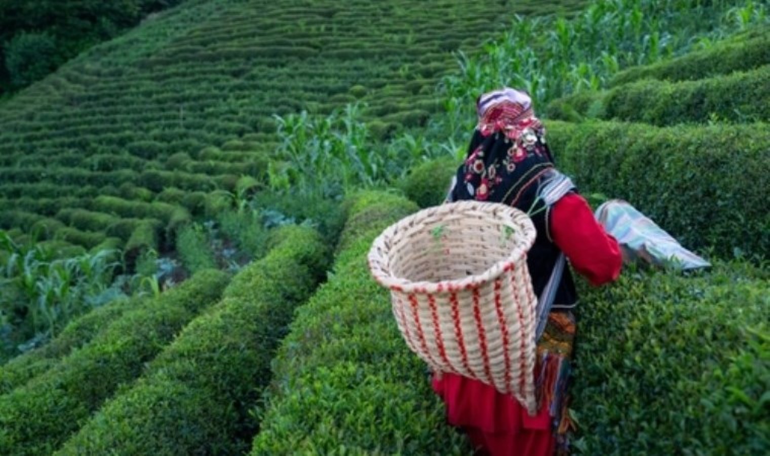 ÇAYKUR işçi alımı ne zaman? ÇAYKUR işçi alımı başvuru tarihi belli oldu mu?