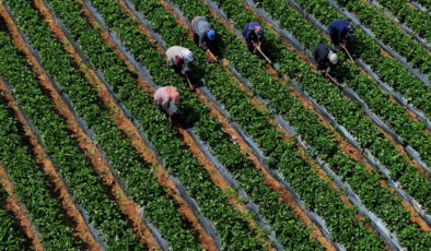 Çiftçilere 251,3 milyon lira destek ödemesi bugün yapılacak