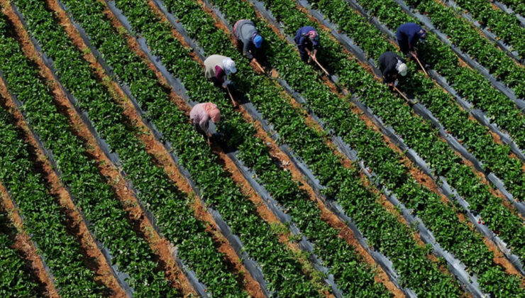 Çiftçilere 251,3 milyon lira destek ödemesi bugün yapılacak