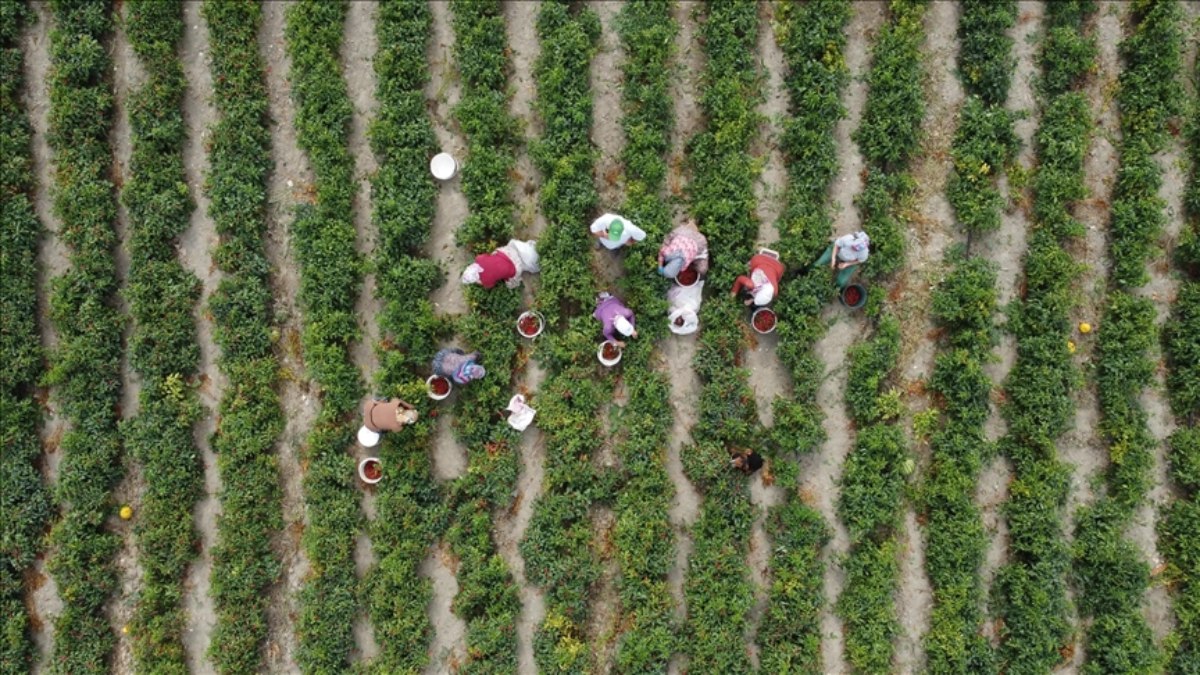 Çiftçilere 3,1 milyar lira destek ödemesi bugün yapılıyor