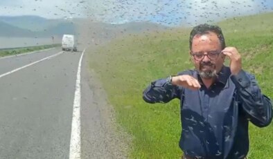 Çıldır Gölü çevresinde ‘yeşil sinek’ istilası!