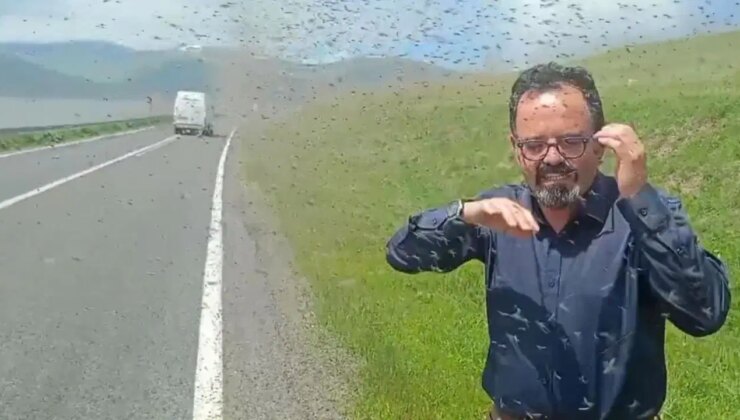 Çıldır Gölü çevresinde ‘yeşil sinek’ istilası!