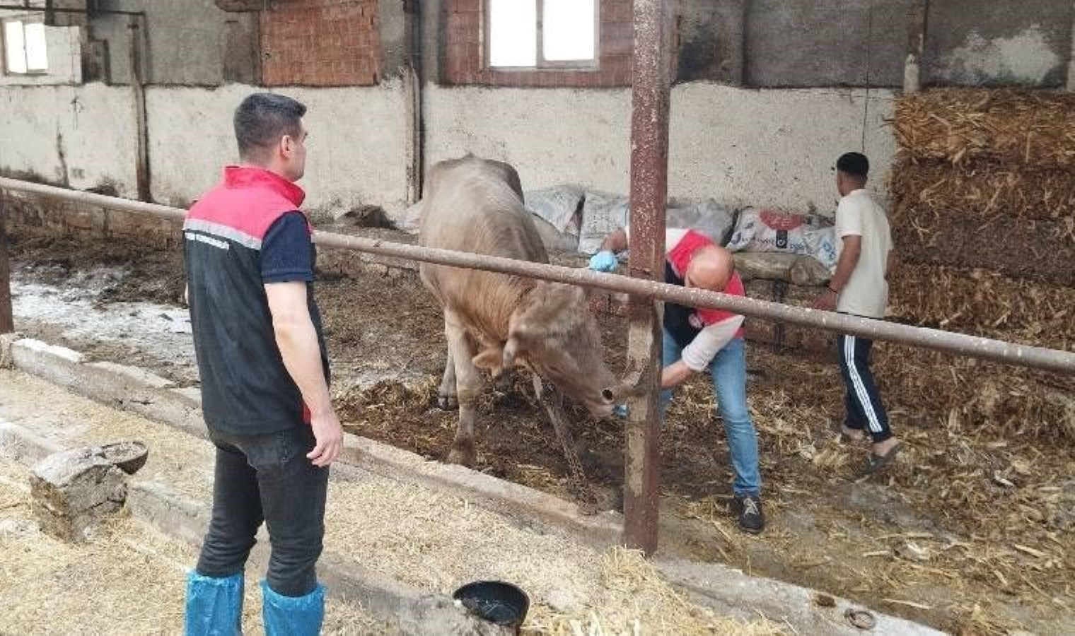 Çorum’da ‘şap’ alarmı… Hayvan pazarları kapatıldı