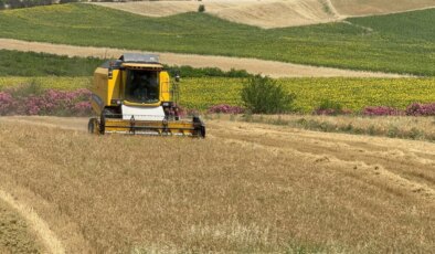 Çukurova’da hasat devam ediyor:  Bu sezon verim düşük!