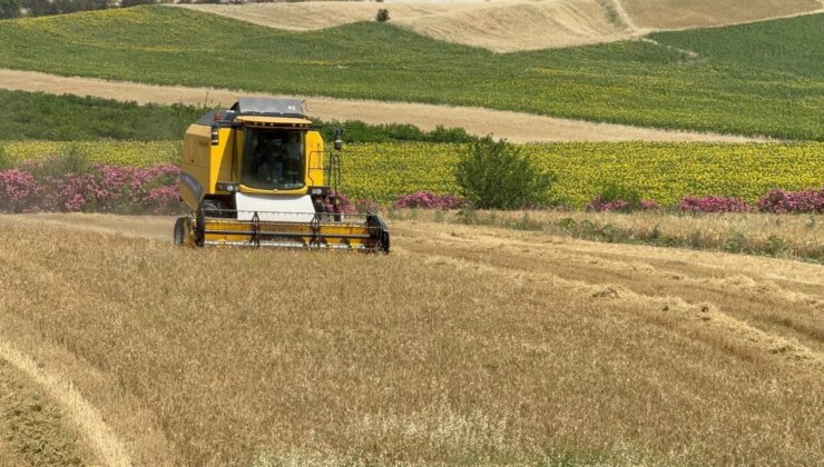 Çukurova’da hasat devam ediyor:  Bu sezon verim düşük!