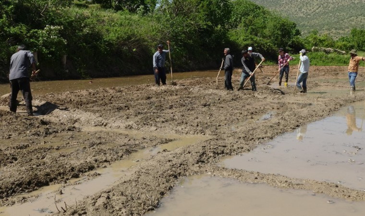 Dededen kalma yöntemlerle yetiştiriliyor! Ekimi 1 ay sürüyor…