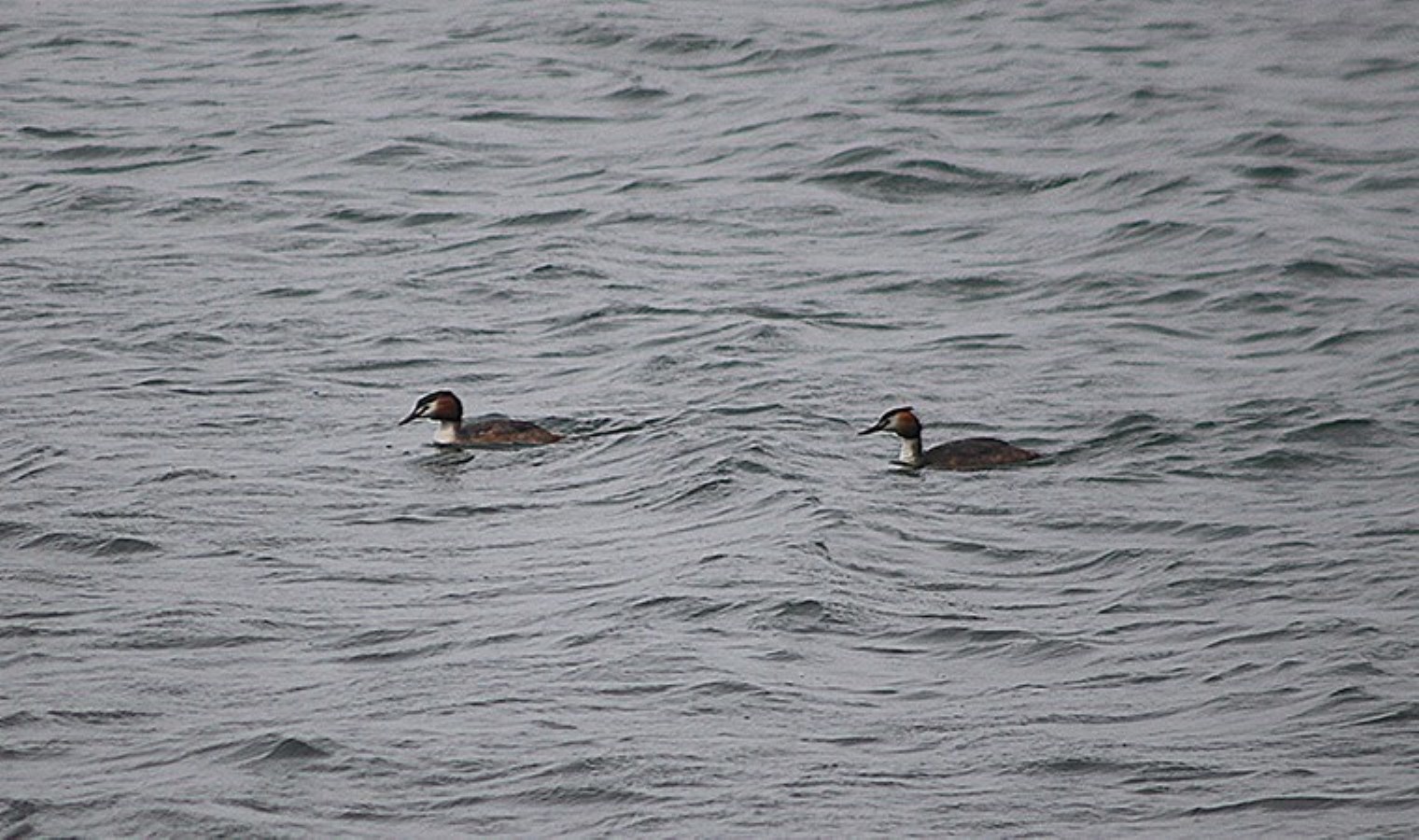 Doğa tutkunlarının adresi: Bolu’da 300’e yakın kuş türü gözlemleniyor