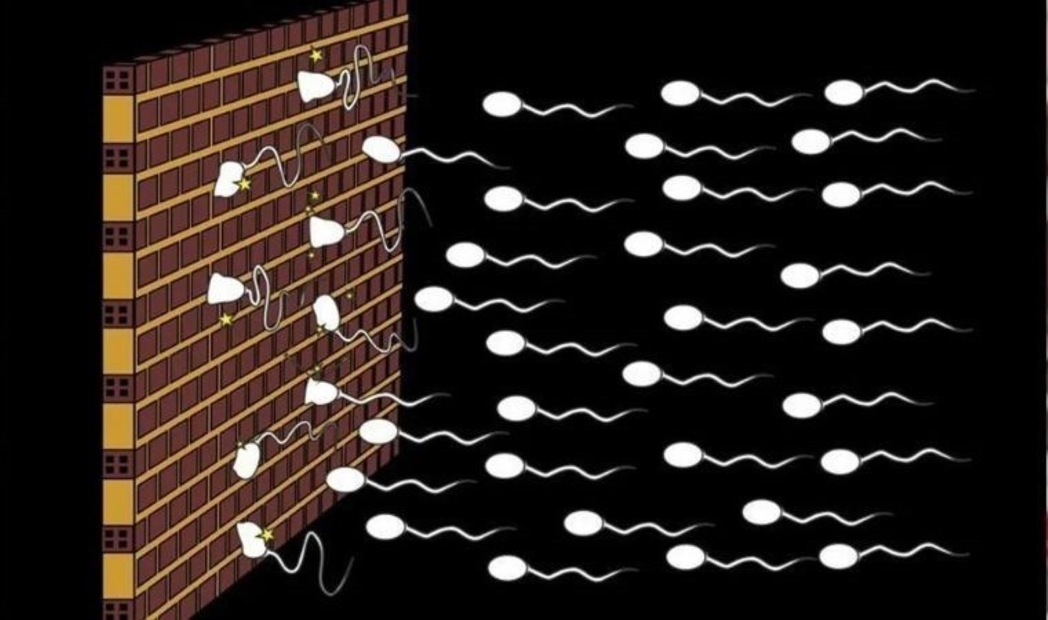 Doğum kontrolünde yeni dönem: Erkekler için özel iğne üretimi