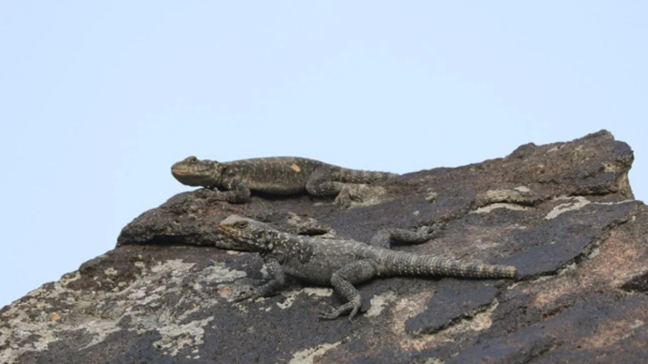 Dünyada eşi benzeri yok: Sadece Ağrı Dağı’nda yaşıyor