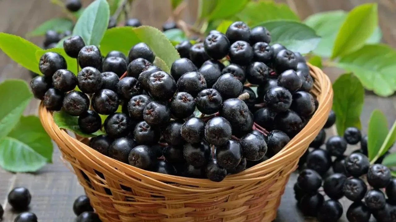 Dünyanın en sağlıklı meyvesi: Türkiye’de kıymeti bilinmiyor