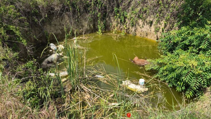 Edirne’de vahşet: Çukurda başsız 3 ölü köpek bulundu!