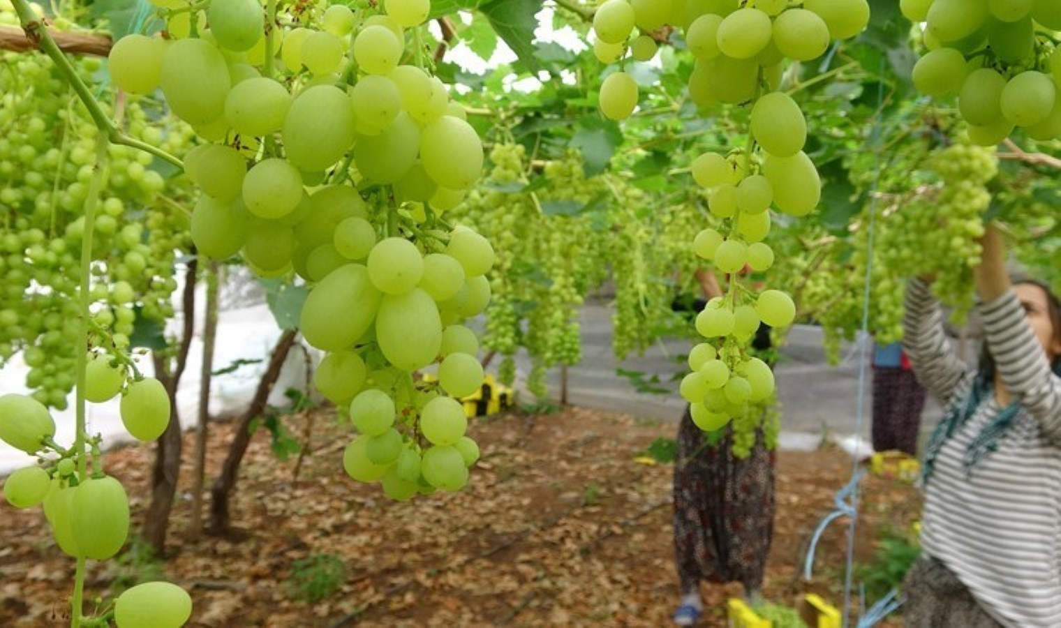 Erdemli’de ilk hasat başladı: 250 TL’den satılıyor…